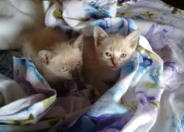 Gato ra a SRD idade Abaixo de 2 meses nome PÉROLA E CRISTAL