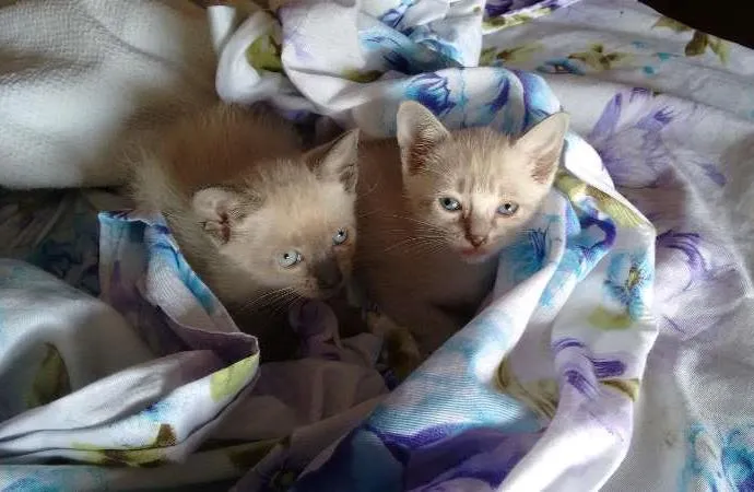 Gato ra a SRD idade Abaixo de 2 meses nome PÉROLA E CRISTAL