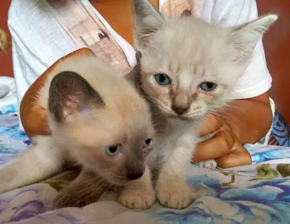 Gato ra a SRD idade Abaixo de 2 meses nome PÉROLA E CRISTAL