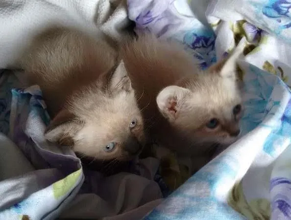 Gato ra a SRD idade Abaixo de 2 meses nome PÉROLA E CRISTAL