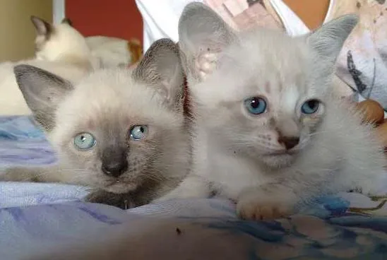 Gato ra a SRD idade Abaixo de 2 meses nome PÉROLA E CRISTAL