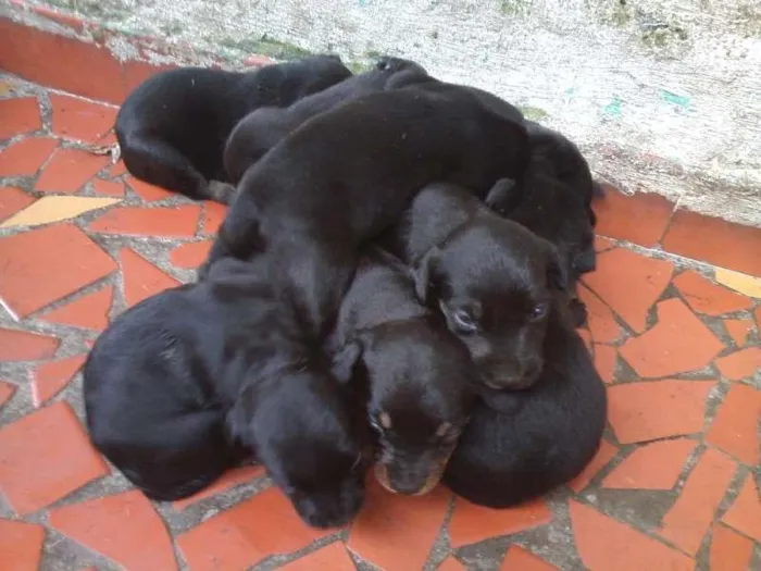 Cachorro ra a vira-lata  com outra raça idade Abaixo de 2 meses nome não tem nomes