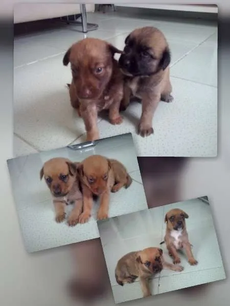 Cachorro raça SRD idade Abaixo de 2 meses nome sem nome definido
