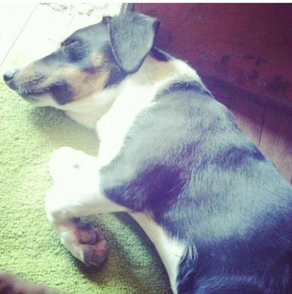 Cachorro ra a RSD idade 7 a 11 meses nome Bob