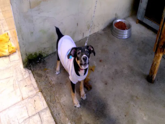 Cachorro raça SRD idade 1 ano nome Bolota
