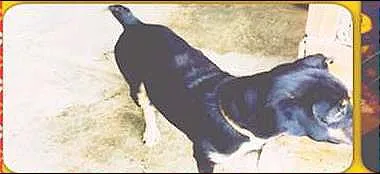Cachorro raça SRD idade 1 ano nome Bolota