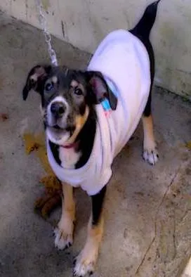 Cachorro raça SRD idade 1 ano nome Bolota