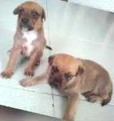 Cachorro raça SRD idade Abaixo de 2 meses nome sem nome definido