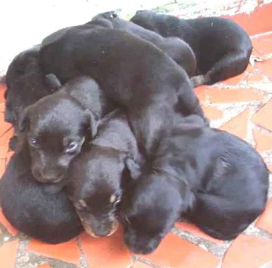 Cachorro ra a vira-lata  com outra raça idade Abaixo de 2 meses nome não tem nomes