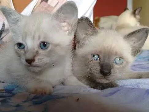 Gato ra a SRD idade Abaixo de 2 meses nome PÉROLA E CRISTAL
