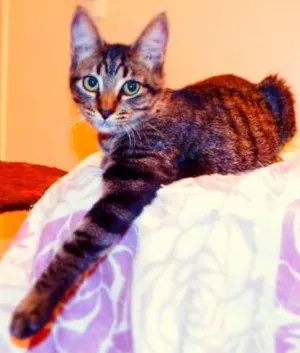 Gato raça SRD idade 2 a 6 meses nome Oreo