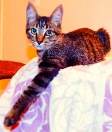 Gato ra a SRD idade 2 a 6 meses nome Oreo