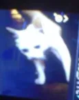nao tem