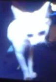 nao tem