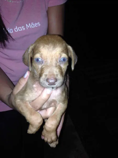 Cachorro ra a Vira Lata idade 3 anos nome Luna