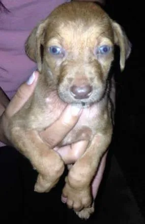 Cachorro ra a Vira Lata idade 3 anos nome Luna
