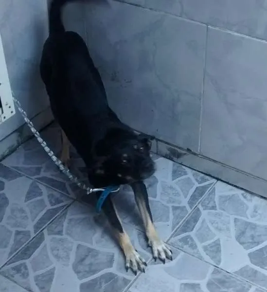 Cachorro raça SRD idade 3 anos nome PRETINHA