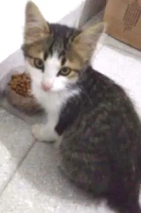 Gato raça Não sei idade 2 a 6 meses nome Nizinho
