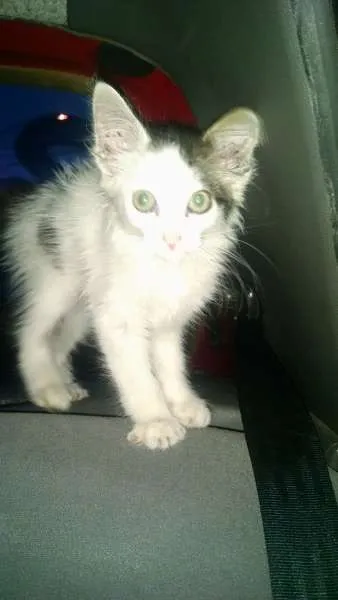 Gato ra a  idade Abaixo de 2 meses nome Sem nome