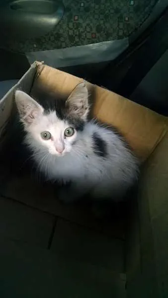 Gato ra a  idade Abaixo de 2 meses nome Sem nome