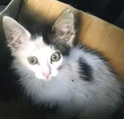 Gato ra a  idade Abaixo de 2 meses nome Sem nome