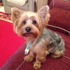 Cachorro raça Yorkshire idade 3 anos nome PIERRE
