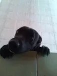 Áli