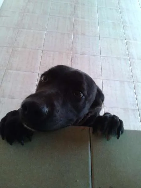 Cachorro ra a Mestiço a labrador idade 2 anos nome Áli