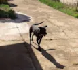 Áli