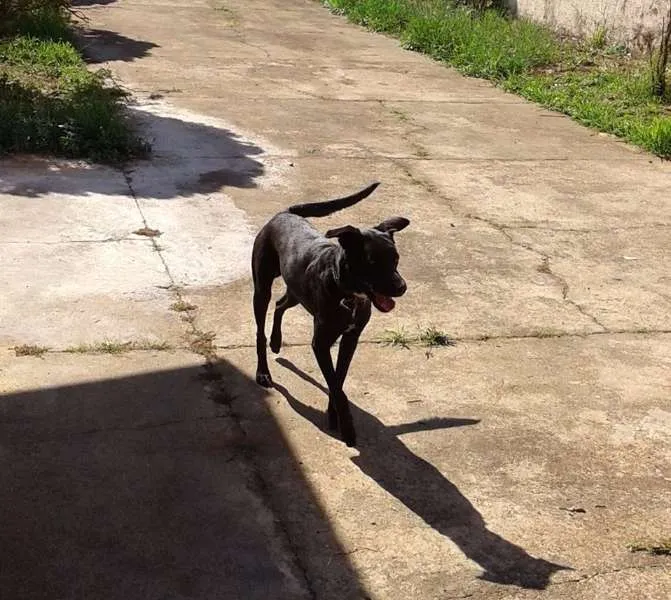Cachorro ra a Mestiço a labrador idade 2 anos nome Áli