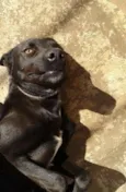 Áli