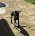 Áli
