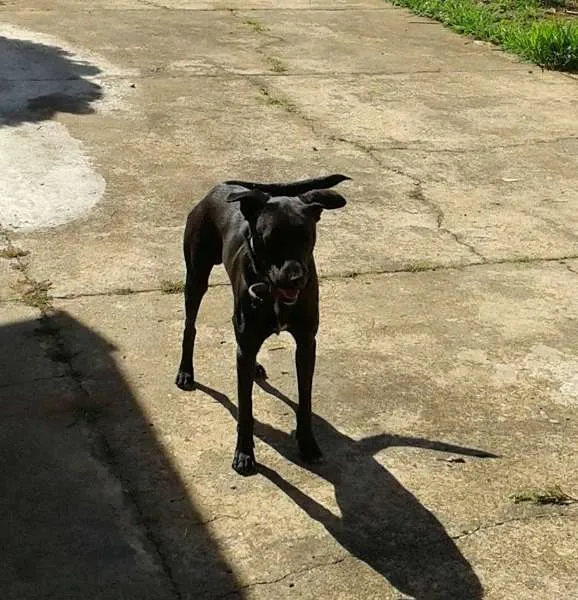 Cachorro ra a Mestiço a labrador idade 2 anos nome Áli