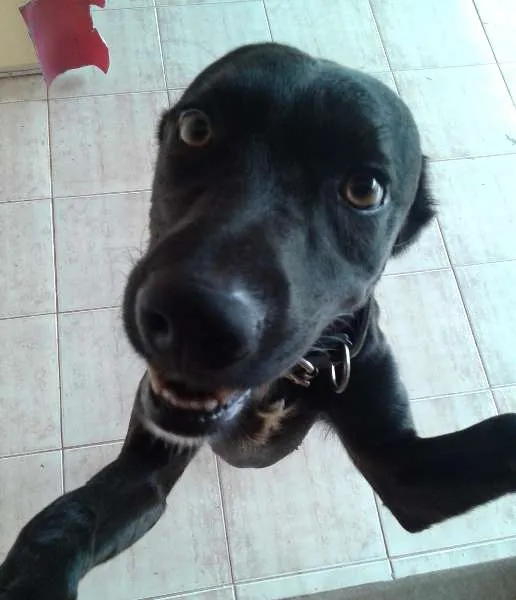 Cachorro ra a Mestiço a labrador idade 2 anos nome Áli