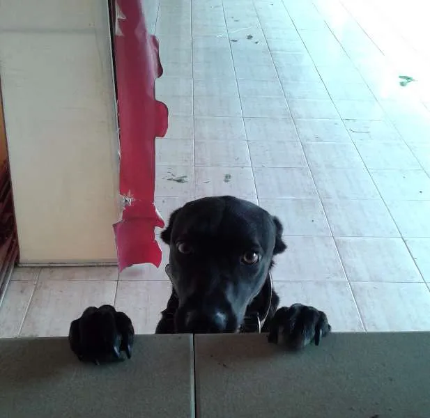 Cachorro ra a Mestiço a labrador idade 2 anos nome Áli