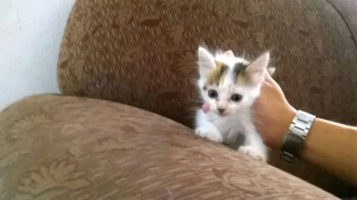 Gato ra a - idade Abaixo de 2 meses nome -
