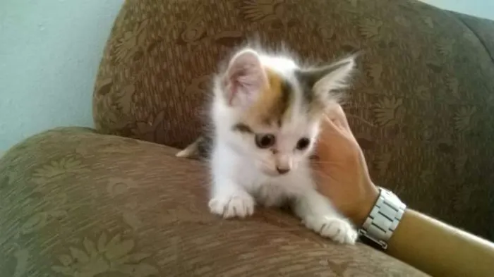 Gato ra a - idade Abaixo de 2 meses nome -