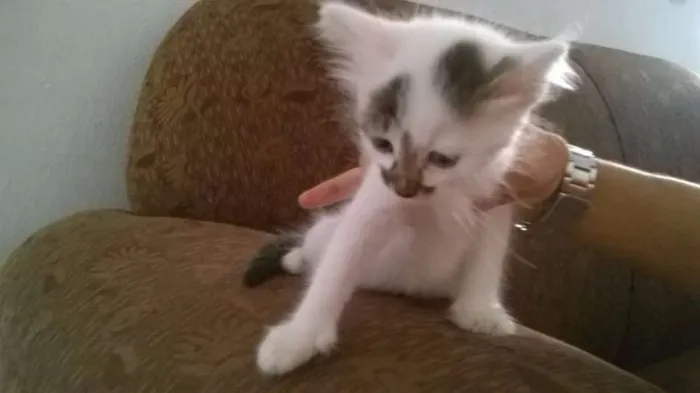 Gato ra a - idade Abaixo de 2 meses nome -