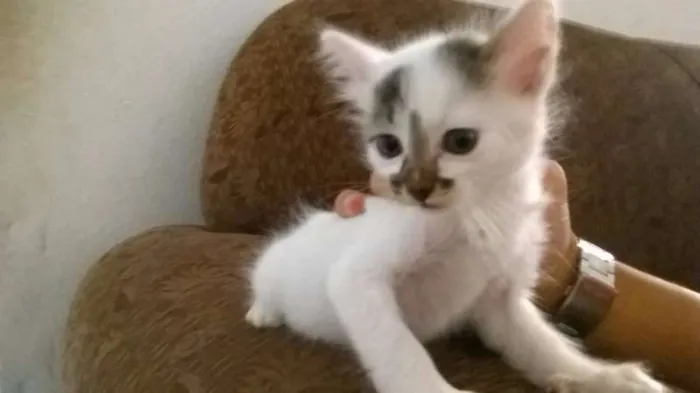 Gato ra a - idade Abaixo de 2 meses nome -