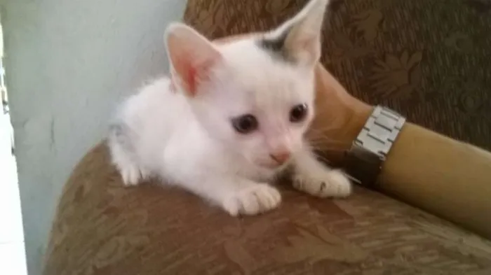 Gato ra a - idade Abaixo de 2 meses nome -
