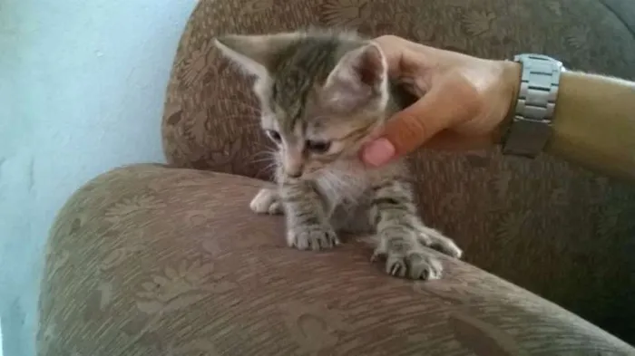 Gato ra a - idade Abaixo de 2 meses nome -