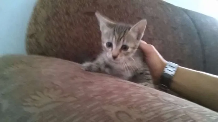 Gato ra a - idade Abaixo de 2 meses nome -