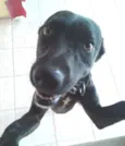 Áli
