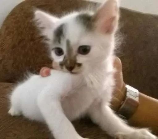 Gato ra a - idade Abaixo de 2 meses nome -