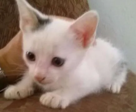 Gato ra a - idade Abaixo de 2 meses nome -