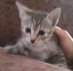 Gato raça - idade Abaixo de 2 meses nome -