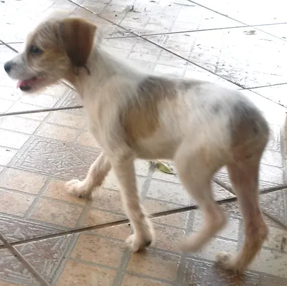 Cachorro ra a SRD idade 7 a 11 meses nome -