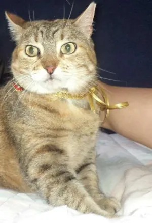 Gato raça SRD idade 4 anos nome Mia