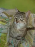 Mia