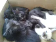 Gatinhos